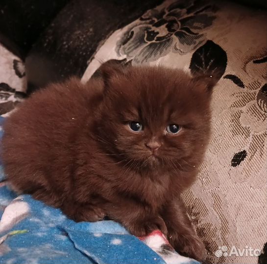 Британская длинношерстная