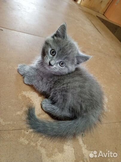 Шотланские котятки