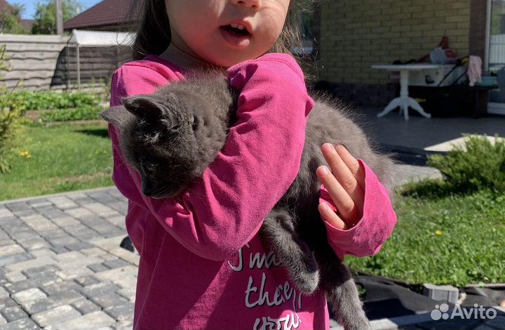 Котик в добрые руки