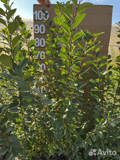 Кизильник блестящий