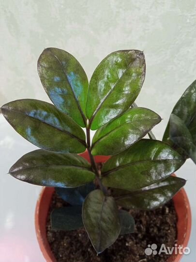 Замиокулькас равен (черный ворон)