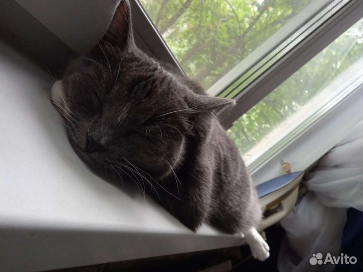 Передержка котов кошек