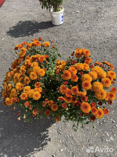 Хризантемы многолетние