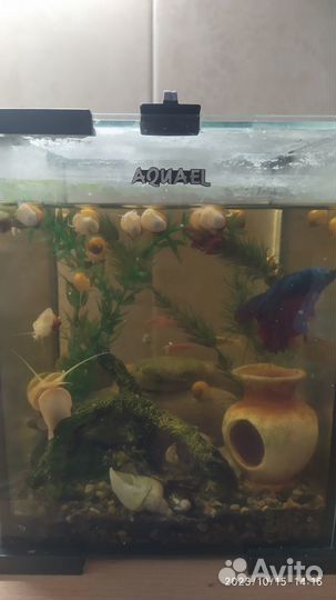 Улитки для аквариума