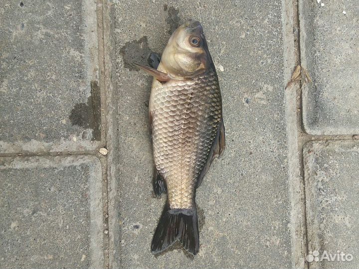 Карась живец