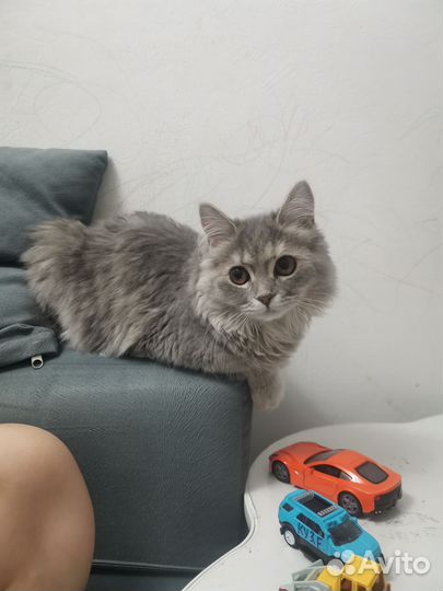 Кошка бобтейл