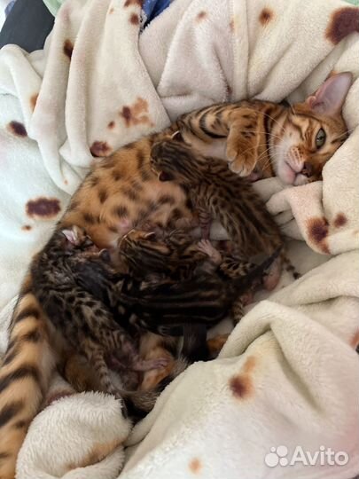 Бенгальские котята