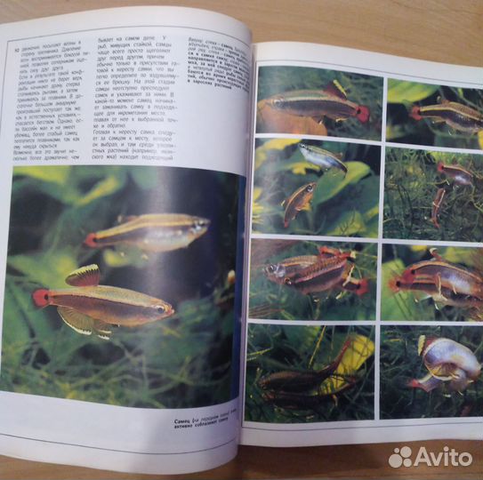 Мир тропических рыб