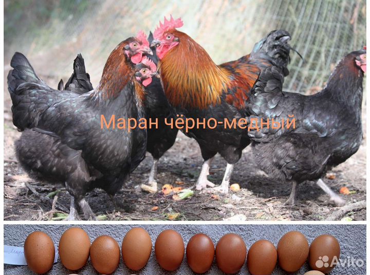 Породные цыплята