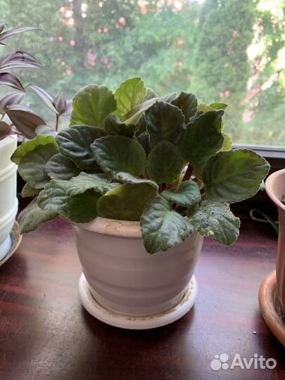 Фиалка. Хавортия