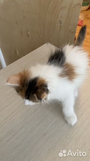 Котенок в добрые руки