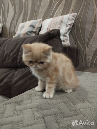 Экзотические котята