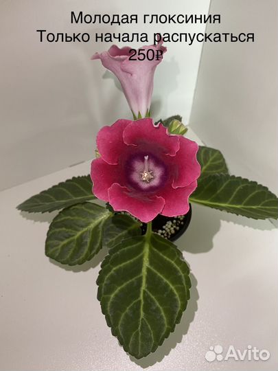 Глоксиния цветущая