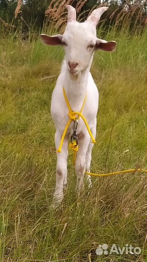 Козлик на племя