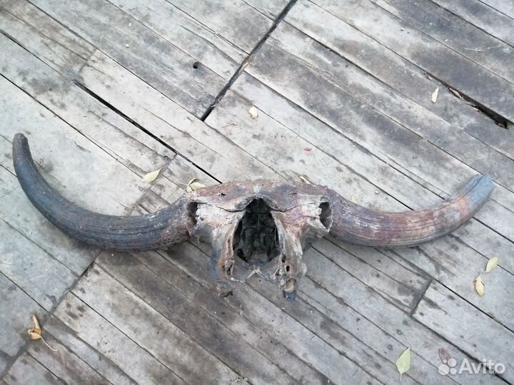 Череп ископаемого бизона. Древний бизон. Череп