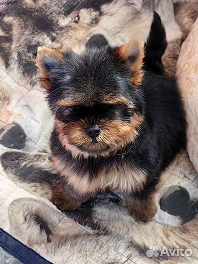 Йоркширский терьер мальчик