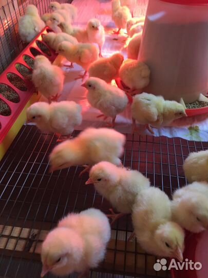 Цыплята бройлера кобб500 Испания