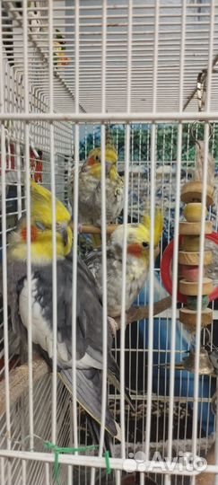 Попугай корелла