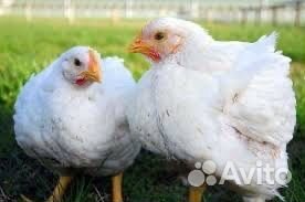 Бройлер росс 308, куры несушки
