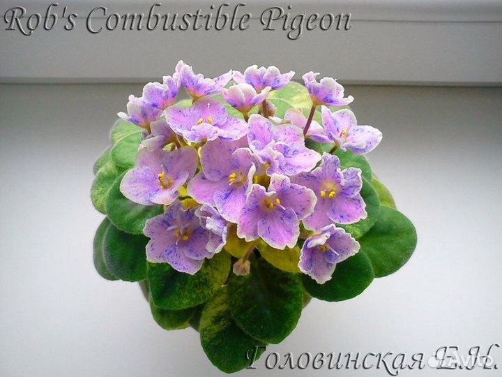 Мини и полумини фиалки