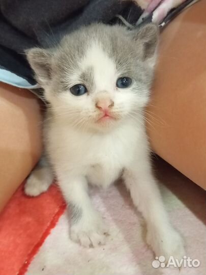 Отдам котенка в добрые руки