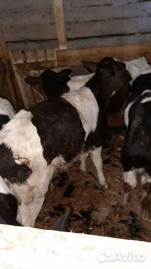 Бычки холмогоры от 2 х недель