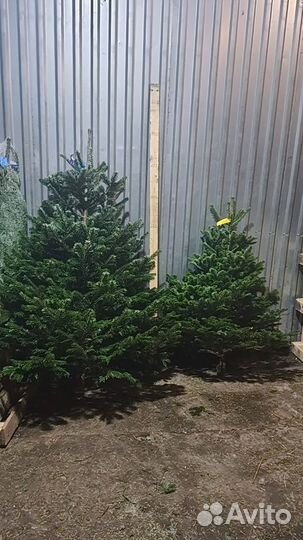 Пихты елки живые из Европы