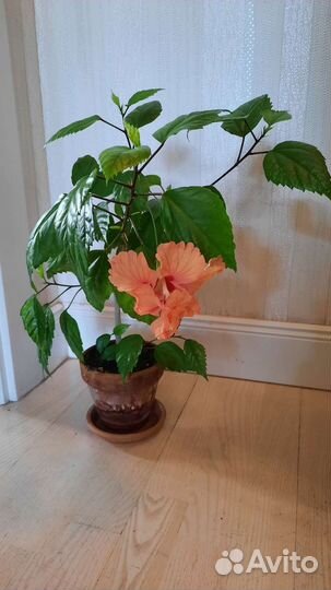 Гибискусы разных сортов