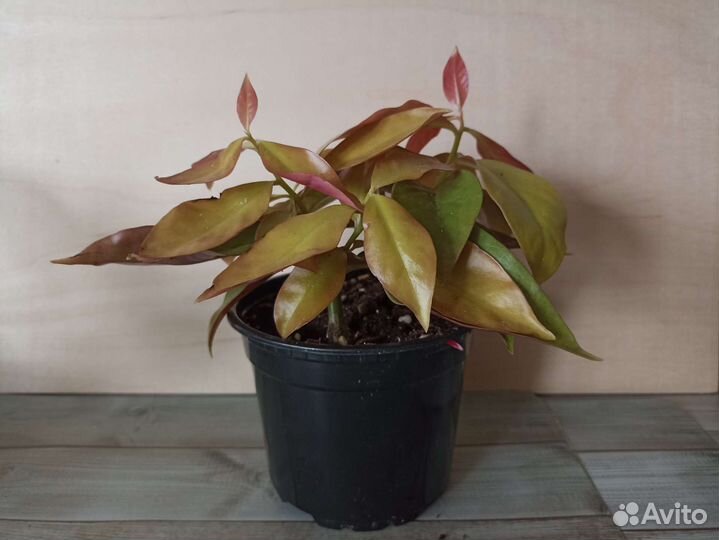 Перексия- листовой кактус