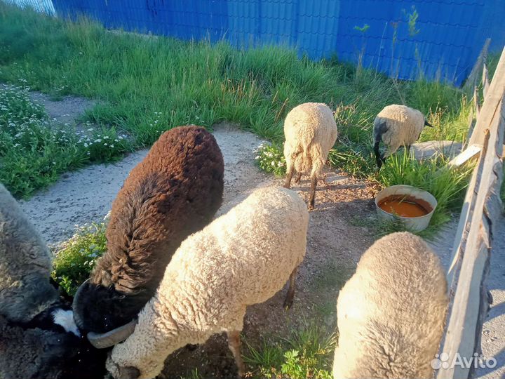 Овцы бараны