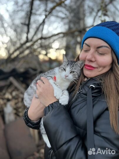 Кошка в дар