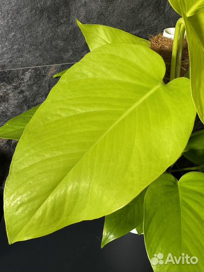 Эпипремнум aureum Neon lemon big jumbo