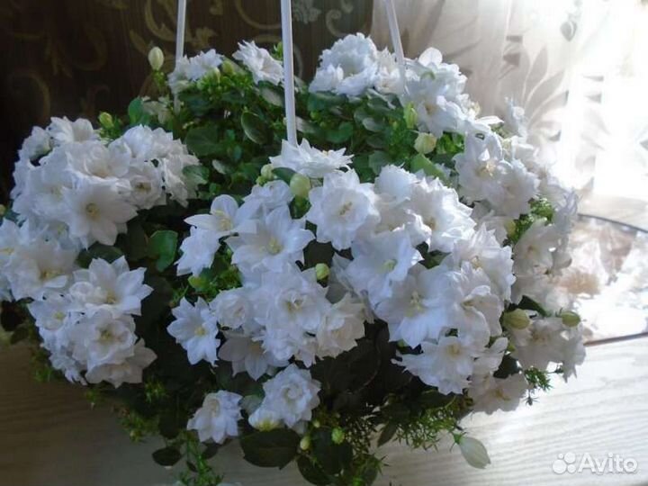 Невеста, любовник