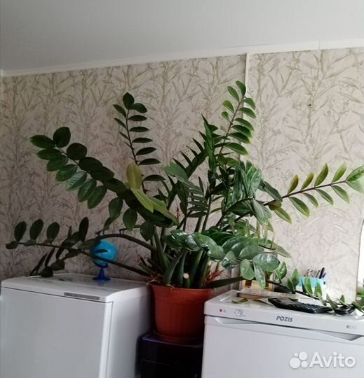 Замиокулькас