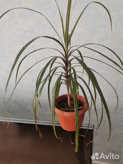 Пальма драцена