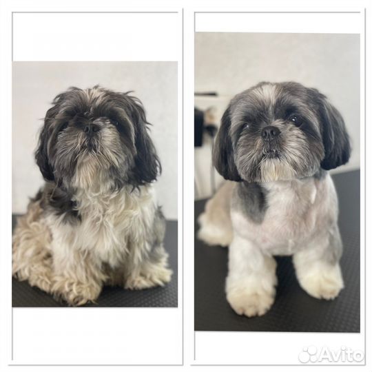 Стрижка собак, вычес собак и кошек, груминг