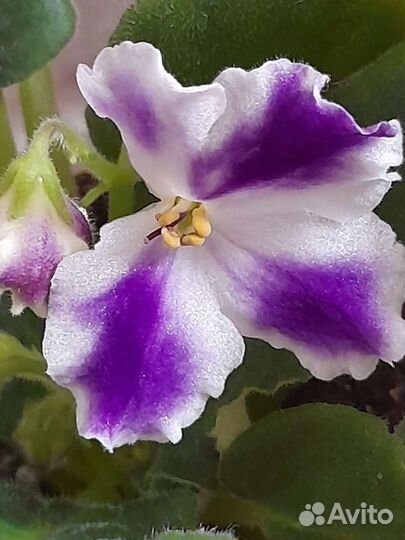 Комнатные цветы фиалки