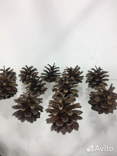 Шишки сосновые