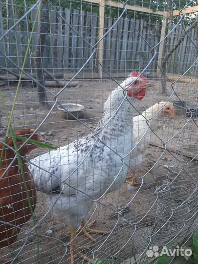 Петушки, Индюк