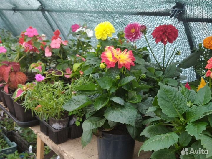Цветы рассада.однолетние и многолетние растения