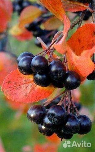 Саженцы.черноплодная рябина Викинг