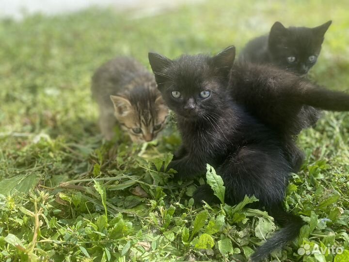 Шотландские котята в дар