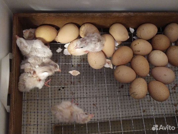 Цыплята цесарки