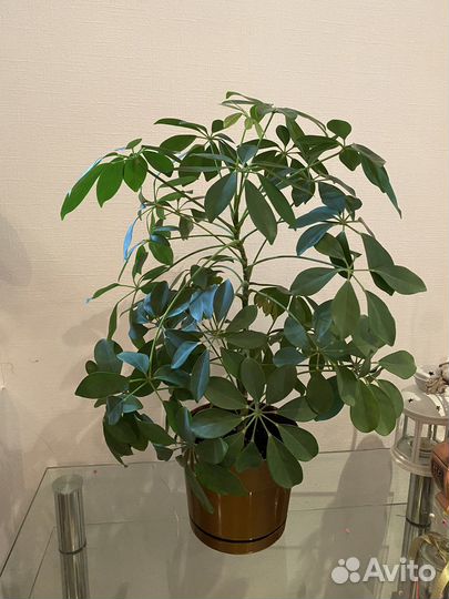 Шефлера 75 см