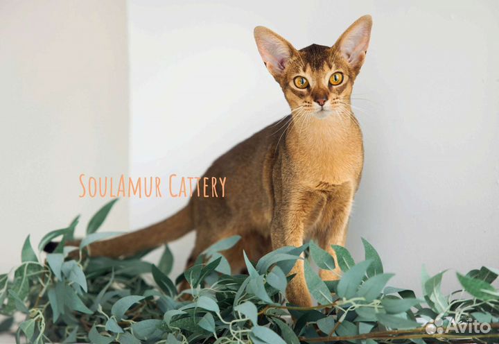 Котята абиссинской породы