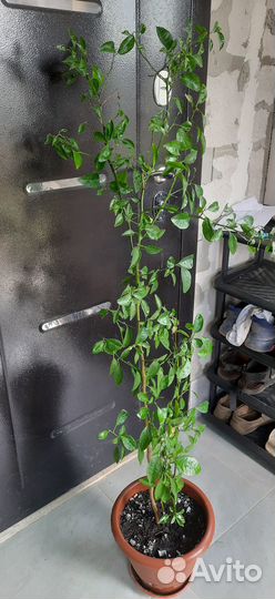 Лимон и мандарин