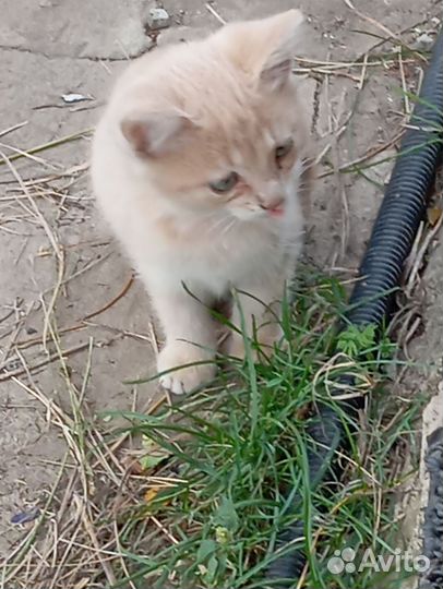 Котики бесплатно в добрые руки