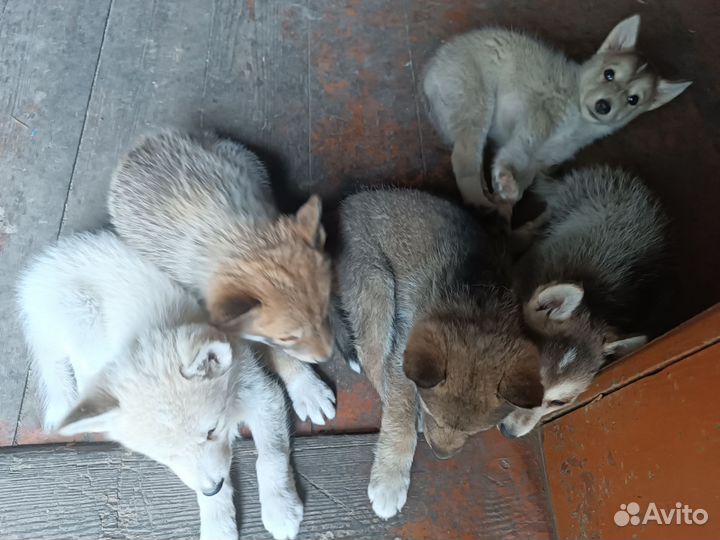 Отдам щенка в хорошие руки