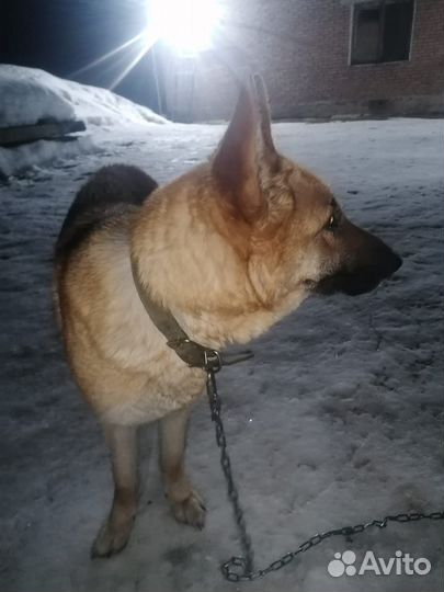 Щенки немецкой овчарки черно-рыжие