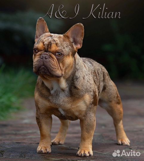 Французский бульдог изабелла